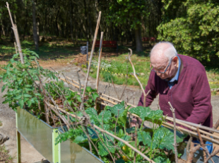 Una persona resident cultivant un hort urbà a la residència Pla de Martís